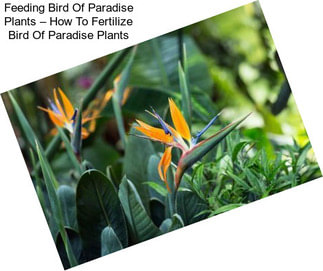 Feeding Bird Of Paradise Plants – How To Fertilize Bird Of Paradise Plants