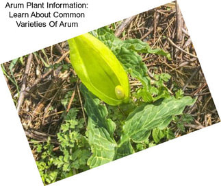 Arum Plant Information: Learn About Common Varieties Of Arum