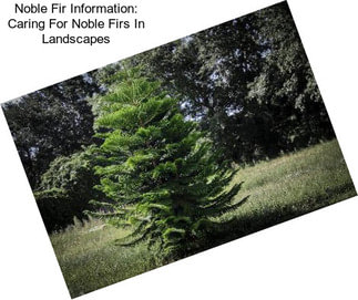 Noble Fir Information: Caring For Noble Firs In Landscapes