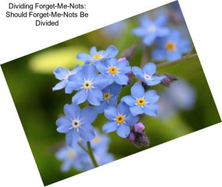 Dividing Forget-Me-Nots: Should Forget-Me-Nots Be Divided