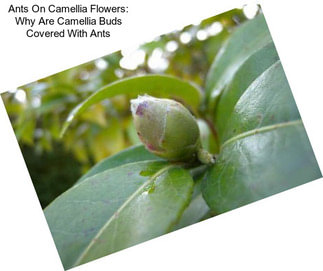 Ants On Camellia Flowers: Why Are Camellia Buds Covered With Ants