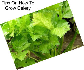 Tips On How To Grow Celery