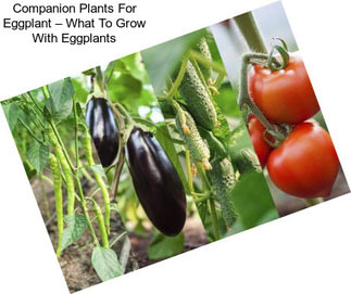 Companion Plants For Eggplant – What To Grow With Eggplants