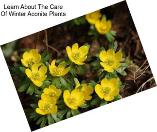 Learn About The Care Of Winter Aconite Plants
