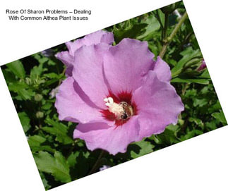 Rose Of Sharon Problems – Dealing With Common Althea Plant Issues