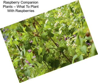 Raspberry Companion Plants – What To Plant With Raspberries