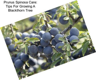 Prunus Spinosa Care: Tips For Growing A Blackthorn Tree