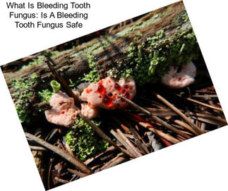 What Is Bleeding Tooth Fungus: Is A Bleeding Tooth Fungus Safe