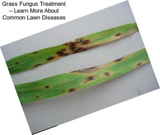 Grass Fungus Treatment – Learn More About Common Lawn Diseases