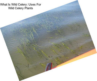 What Is Wild Celery: Uses For Wild Celery Plants