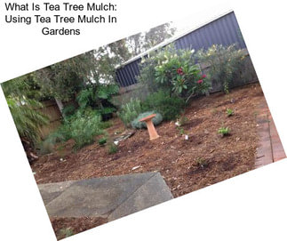 What Is Tea Tree Mulch: Using Tea Tree Mulch In Gardens