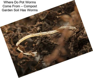 Where Do Pot Worms Come From – Compost Garden Soil Has Worms