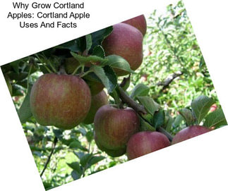 Why Grow Cortland Apples: Cortland Apple Uses And Facts