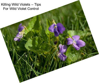 Killing Wild Violets – Tips For Wild Violet Control