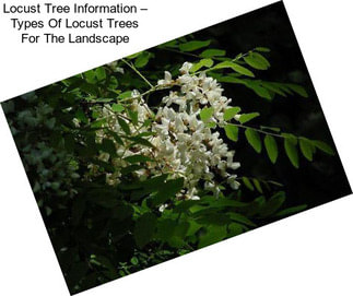 Locust Tree Information – Types Of Locust Trees For The Landscape