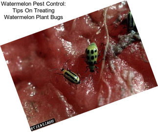 Watermelon Pest Control: Tips On Treating Watermelon Plant Bugs