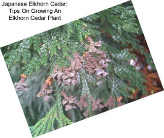 Japanese Elkhorn Cedar: Tips On Growing An Elkhorn Cedar Plant