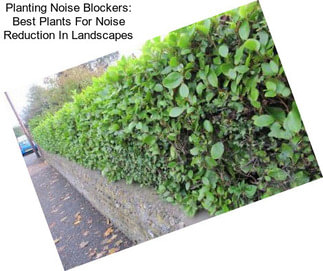 Planting Noise Blockers: Best Plants For Noise Reduction In Landscapes