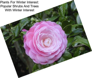 Plants For Winter Interest: Popular Shrubs And Trees With Winter Interest