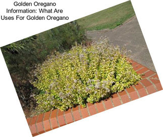 Golden Oregano Information: What Are Uses For Golden Oregano