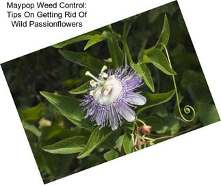 Maypop Weed Control: Tips On Getting Rid Of Wild Passionflowers