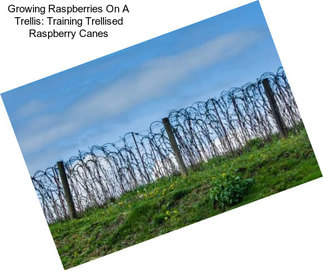 Growing Raspberries On A Trellis: Training Trellised Raspberry Canes