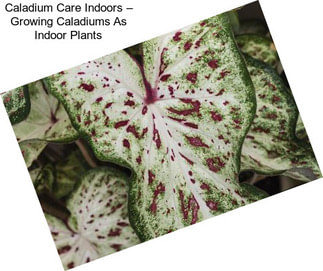 Caladium Care Indoors – Growing Caladiums As Indoor Plants