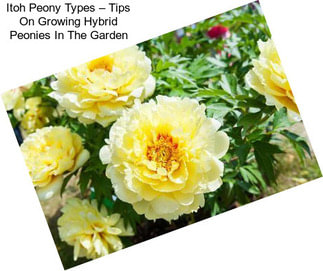 Itoh Peony Types – Tips On Growing Hybrid Peonies In The Garden