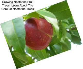 Growing Nectarine Fruit Trees: Learn About The Care Of Nectarine Trees