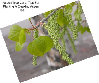 Aspen Tree Care: Tips For Planting A Quaking Aspen Tree