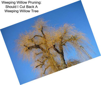 Weeping Willow Pruning: Should I Cut Back A Weeping Willow Tree