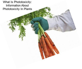 What Is Phototoxicity: Information About Phototoxicity In Plants