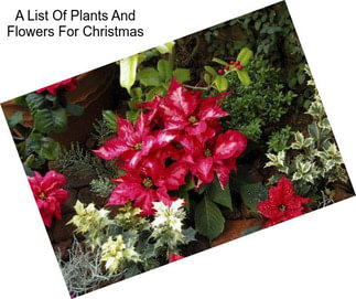 A List Of Plants And Flowers For Christmas