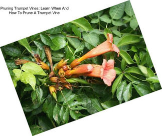 Pruning Trumpet Vines: Learn When And How To Prune A Trumpet Vine