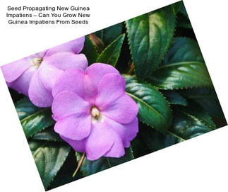 Seed Propagating New Guinea Impatiens – Can You Grow New Guinea Impatiens From Seeds