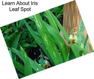 Learn About Iris Leaf Spot