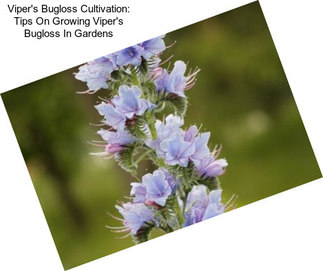 Viper\'s Bugloss Cultivation: Tips On Growing Viper\'s Bugloss In Gardens