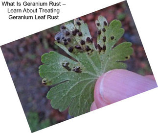 What Is Geranium Rust – Learn About Treating Geranium Leaf Rust