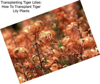Transplanting Tiger Lilies: How To Transplant Tiger Lily Plants