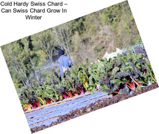 Cold Hardy Swiss Chard – Can Swiss Chard Grow In Winter
