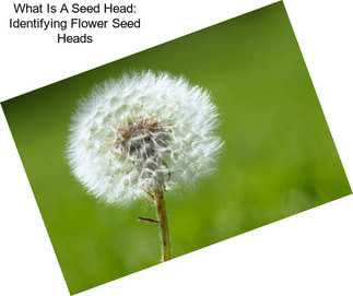 What Is A Seed Head: Identifying Flower Seed Heads