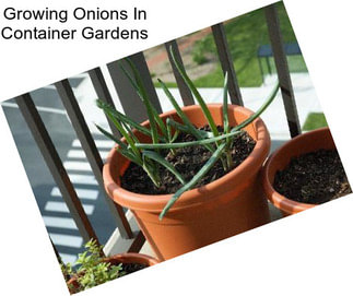 Growing Onions In Container Gardens