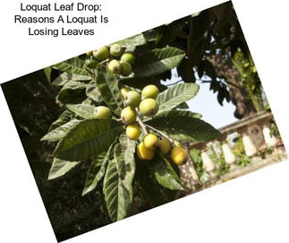 Loquat Leaf Drop: Reasons A Loquat Is Losing Leaves