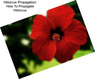 Hibiscus Propagation: How To Propagate Hibiscus