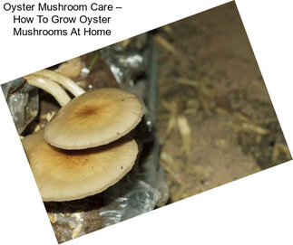Oyster Mushroom Care – How To Grow Oyster Mushrooms At Home