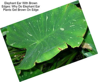 Elephant Ear With Brown Edges: Why Do Elephant Ear Plants Get Brown On Edge