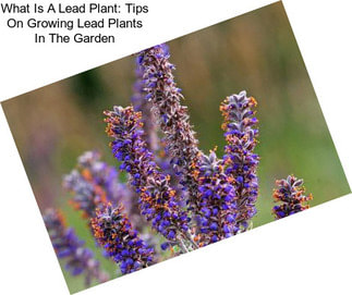 What Is A Lead Plant: Tips On Growing Lead Plants In The Garden