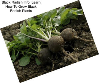 Black Radish Info: Learn How To Grow Black Radish Plants