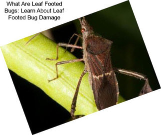 What Are Leaf Footed Bugs: Learn About Leaf Footed Bug Damage