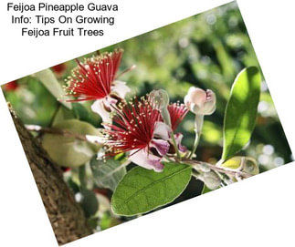 Feijoa Pineapple Guava Info: Tips On Growing Feijoa Fruit Trees